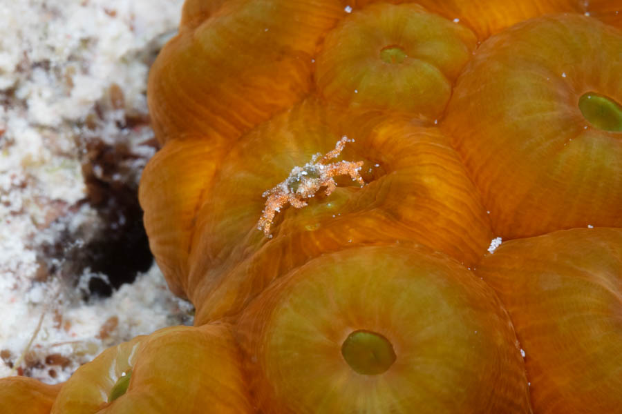 Crabs, Imitator & Neck Identification: Coral Gall Crab