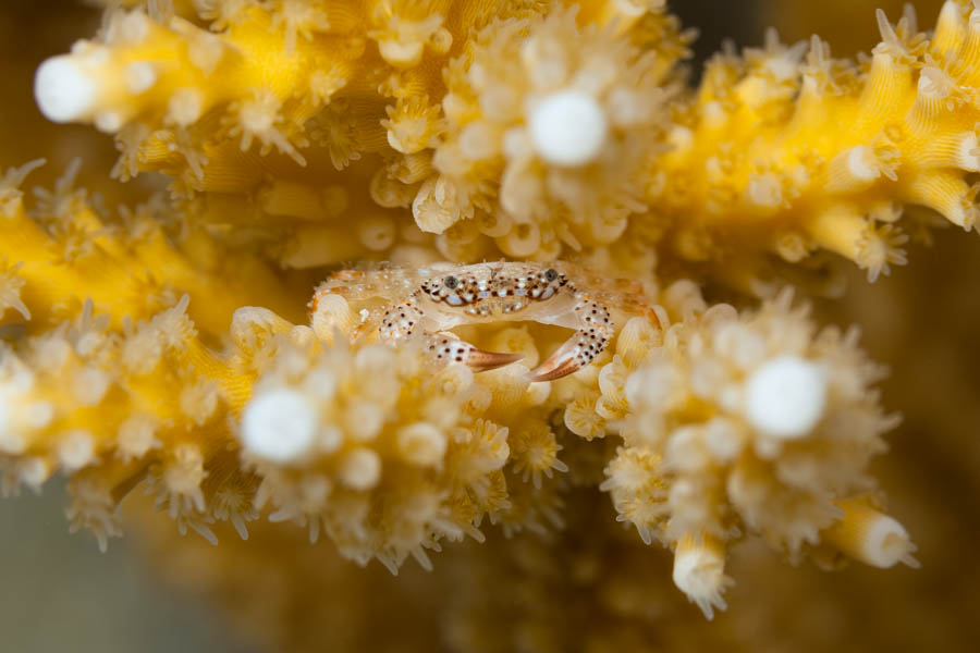 Crabs, Swimming & Porcelain & Coral Identification: Elkhorn Coral Crab