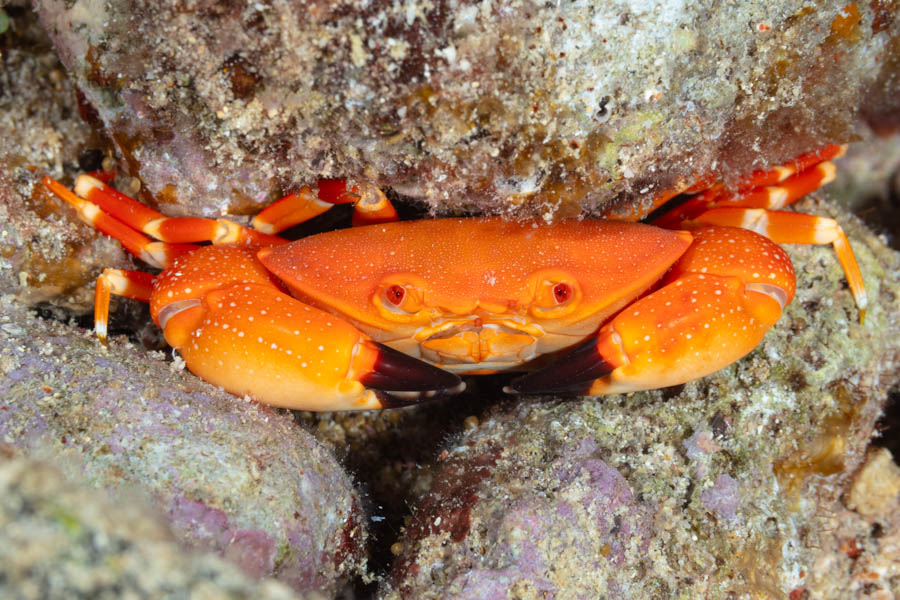 Euryozius sp.