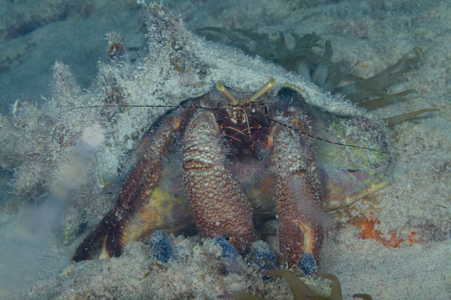 Crabs, Hermits Identification: Giant Hermit