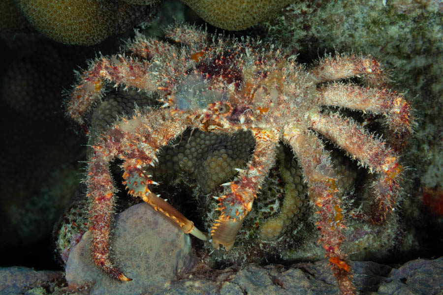 Crabs, Clinging Identification: Hairy Clinging Crab