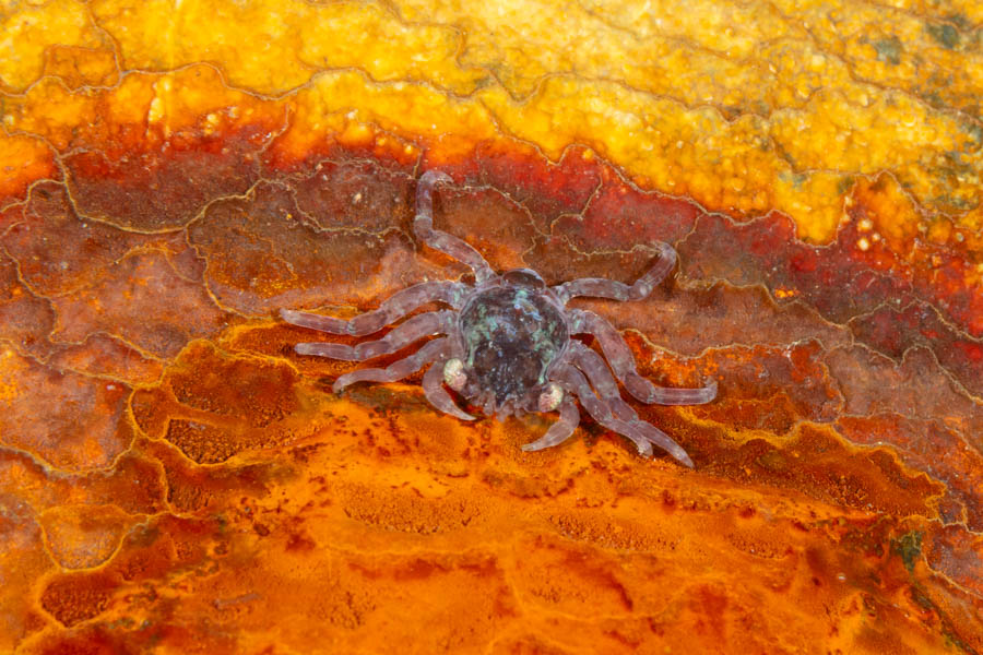 Larval Crab