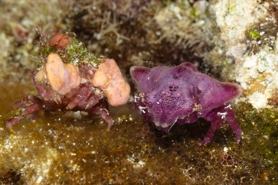 Newly Molted Nodipes Decorator Crab