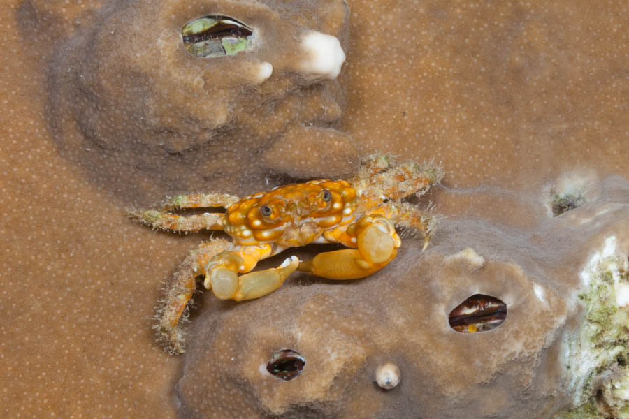 Crabs, Clinging Identification: Nodose Clinging Crab
