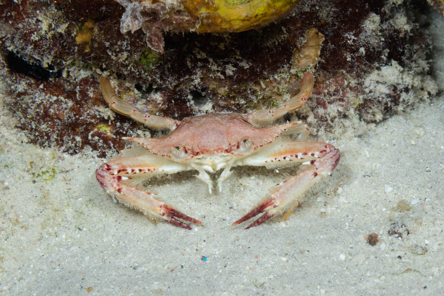 Crabs, Swimming & Porcelain & Coral Identification: Ocellate Swimming Crab