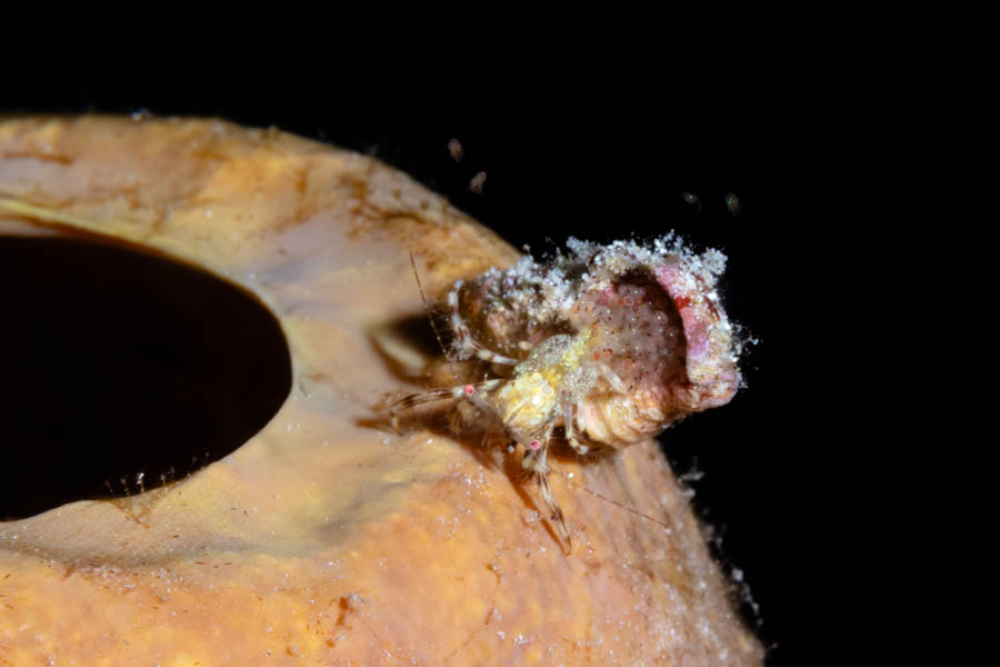 Crabs, Hermits Identification: Pink Eyed Hermit