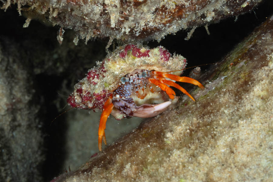 Crabs, Hermits Identification: Polka Dotted Hermit