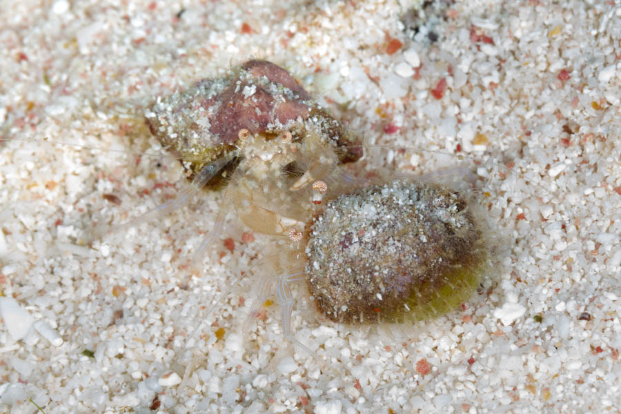Crabs, Hermits Identification: Polkadot Eyed Hermits