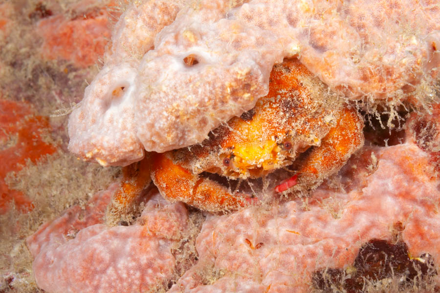 Crabs, Imitator & Neck Identification: Red Eye Sponge Crab