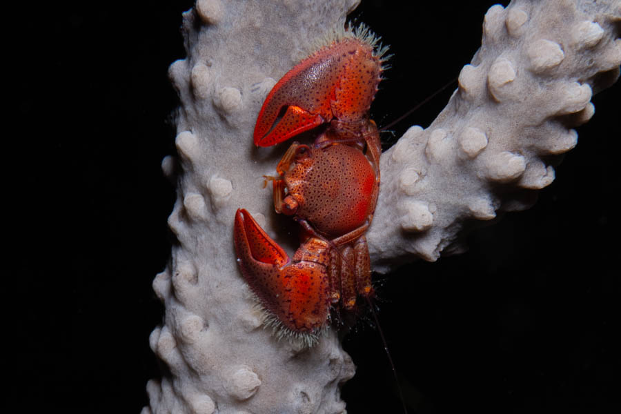 Crabs, Swimming & Porcelain & Coral Identification: Red Porcelain Crab