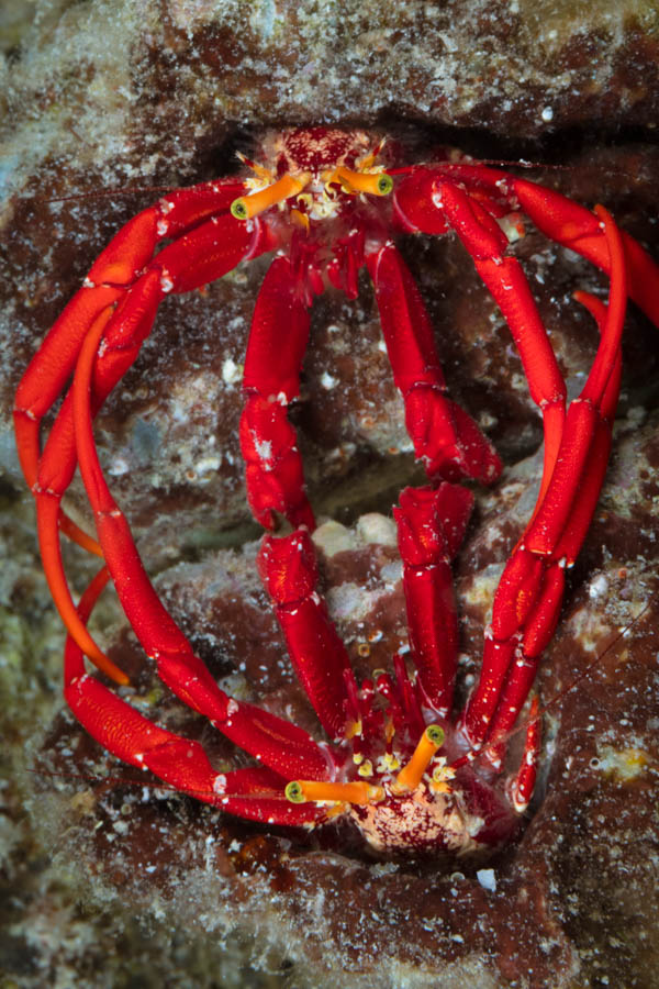 Crabs, Hermits Identification: Red Reef Hermits