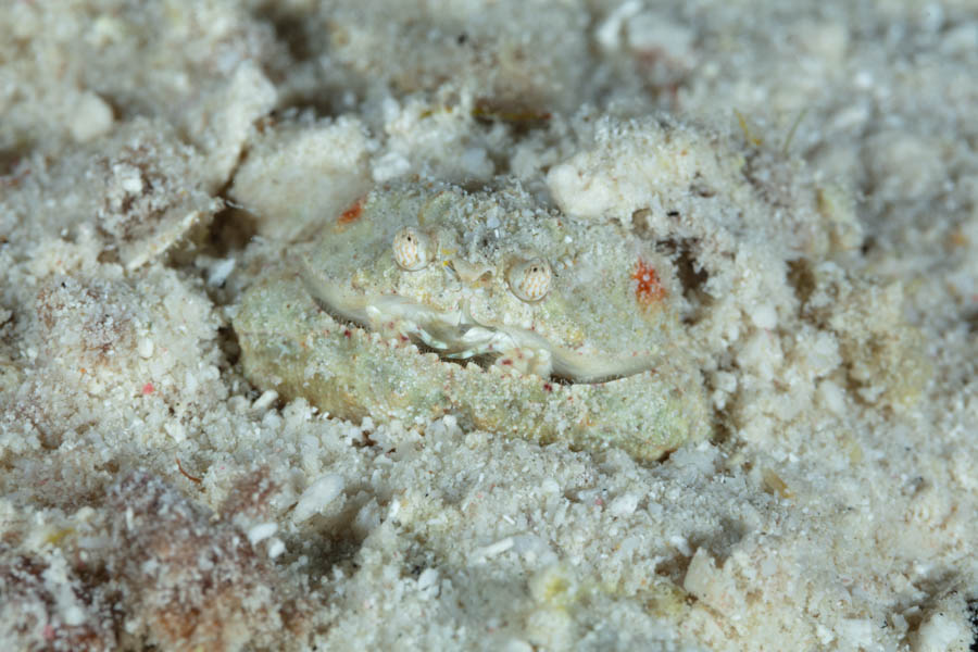 Crabs, Box & Mud & Pea & Spray Identification: Rough Box Crab