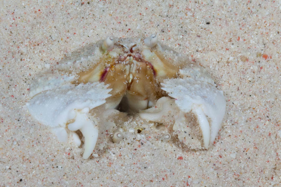 Crabs, Box & Mud & Pea & Spray Identification: Rough Box Crabs