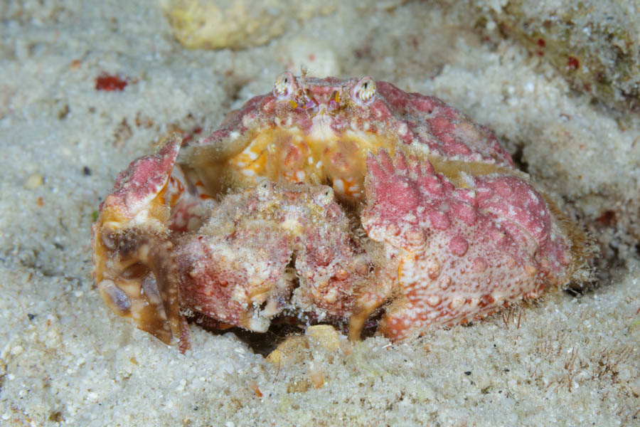 Crabs, Box & Mud & Pea & Spray Identification: Rough Box Crabs