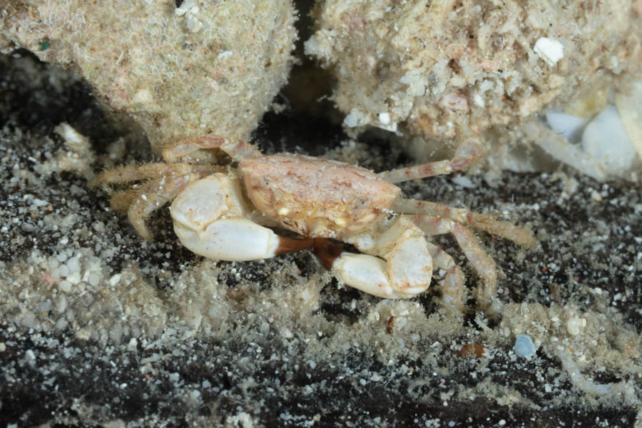 Rough Rubble Crab, ID Not Sure