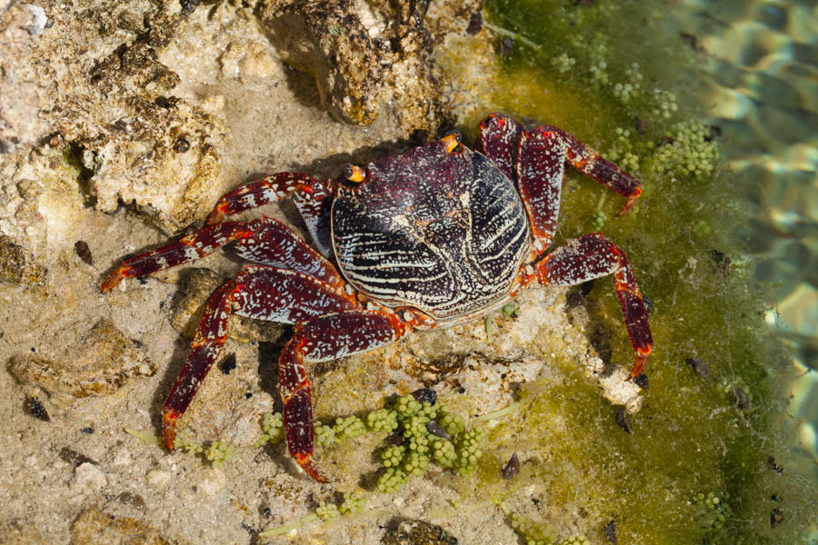 Crabs, Box & Mud & Pea & Spray Identification: Sally Lightfoot Crab