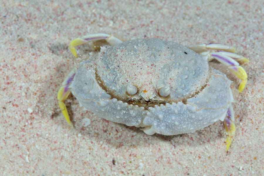 Crabs, Box & Mud & Pea & Spray Identification: Shameface Heart Crab