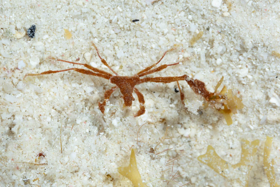 Crabs, Imitator & Neck Identification: Shortfinger Neck Crab