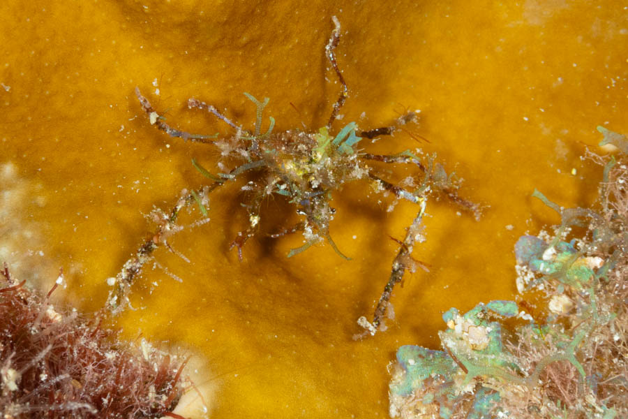 Shortfinger Neck Crab