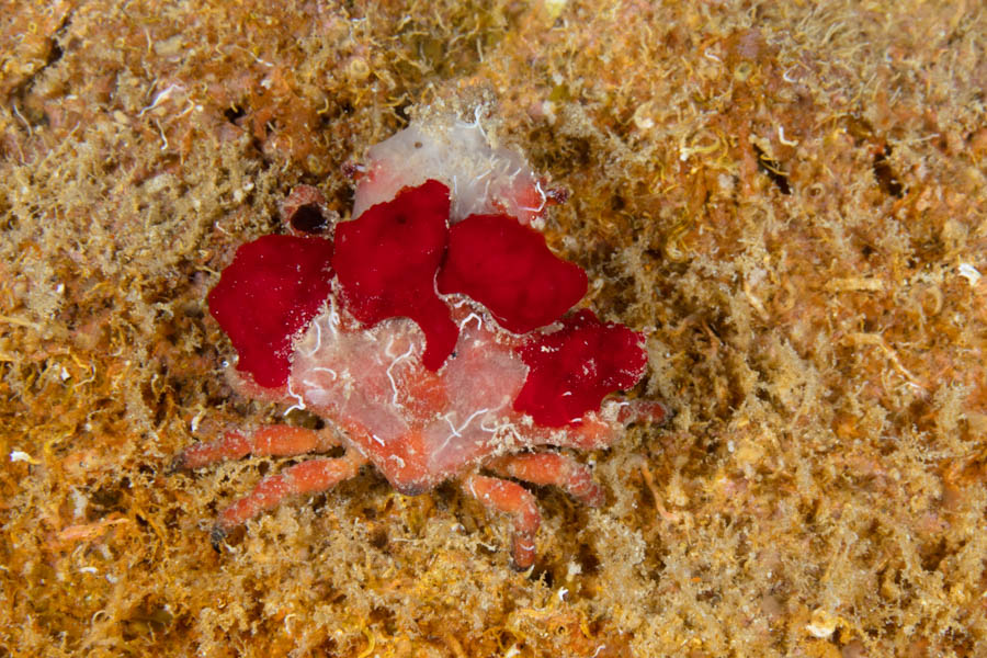 Crabs, Imitator & Neck Identification: Spongy Decorator Crab