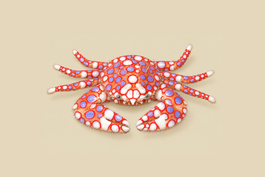 Spotted Porcelain Crab