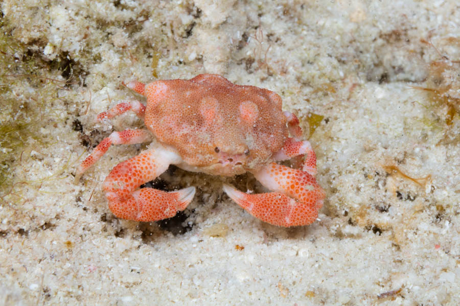 Crabs, Box & Mud & Pea & Spray Identification: Thinarm Clutch Crab