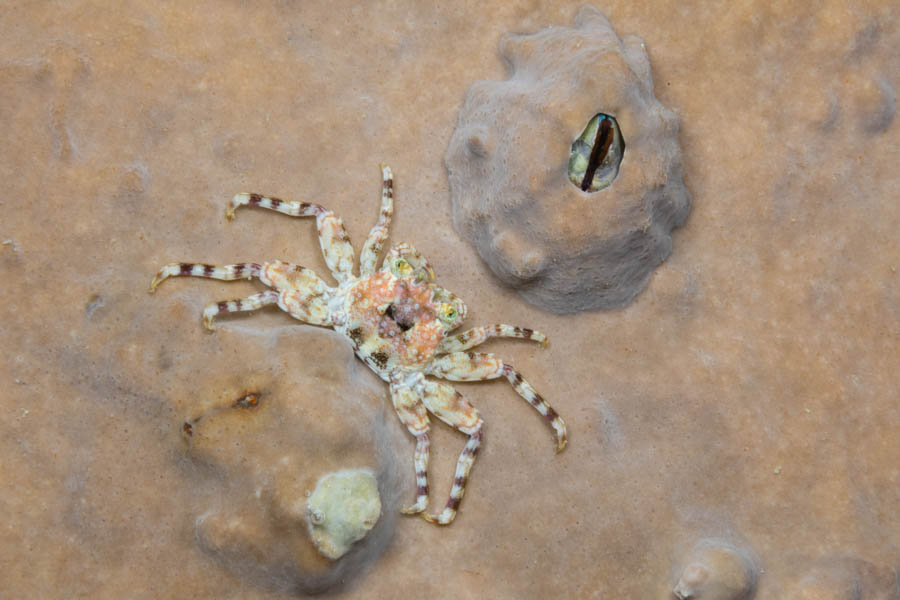 Crabs, Box & Mud & Pea & Spray Identification: Tidal Spray Crab