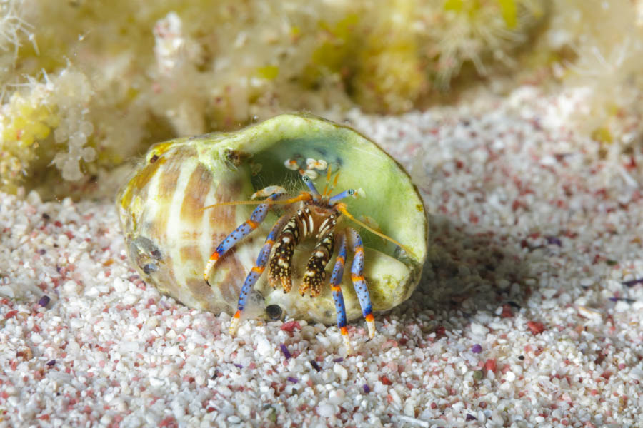 Crabs, Hermits Identification: Tricolor Hermit