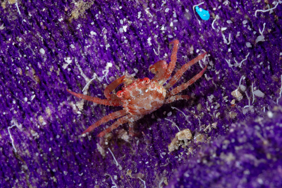 Crabs, Clinging Identification: Unidentified Clinging Crab