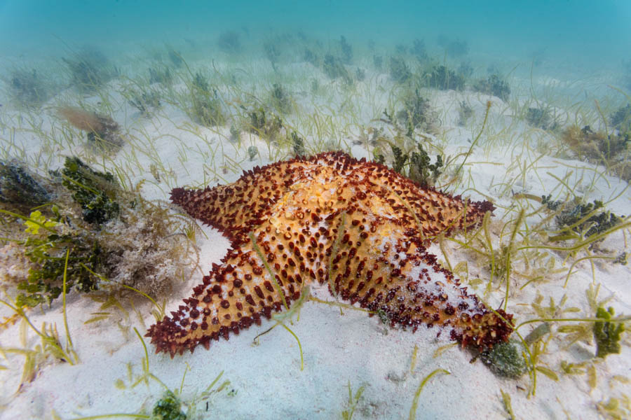 Sea Stars Identification: Cushion Sea Star