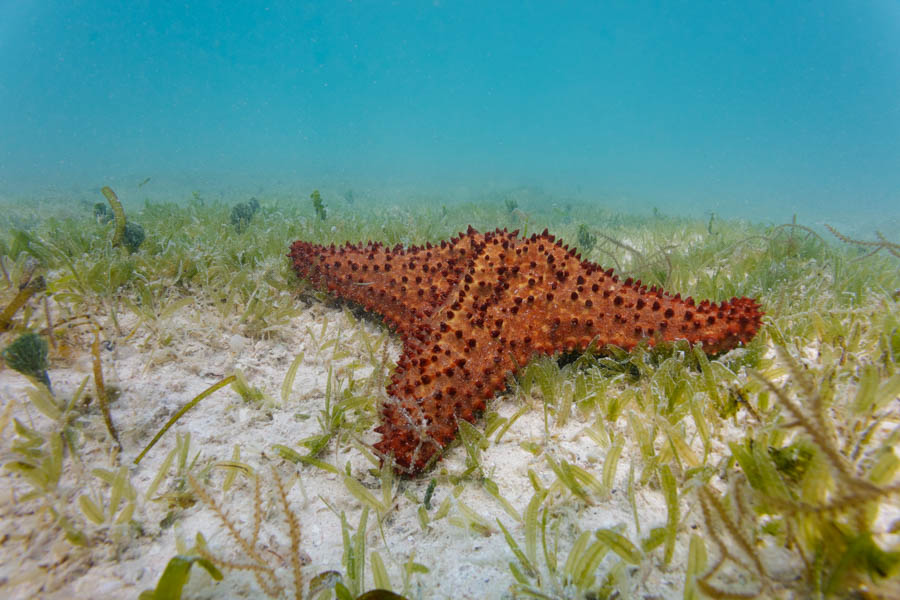 Sea Stars Identification: Cushion Sea Star