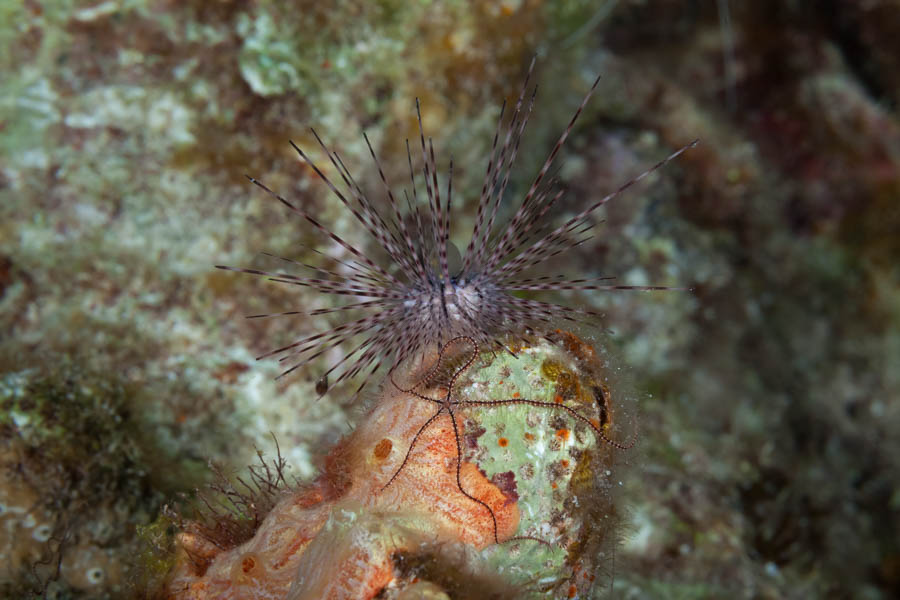 Sea Urchins Identification: Long-Spined Urchin