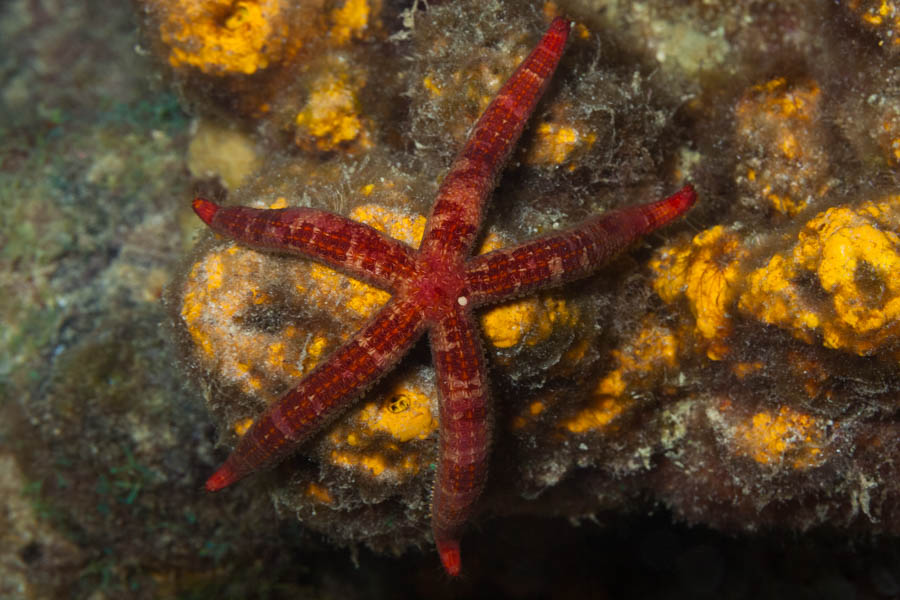 Sea Stars Identification: Mottled Sea Star