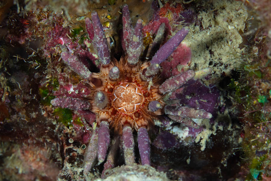 Sea Urchins Identification: Slate Pencil Urchin