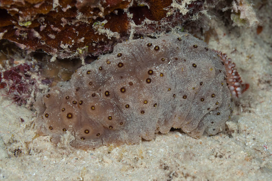 Sea Cucumbers Identification: Three-Rowed Sea Cucumber