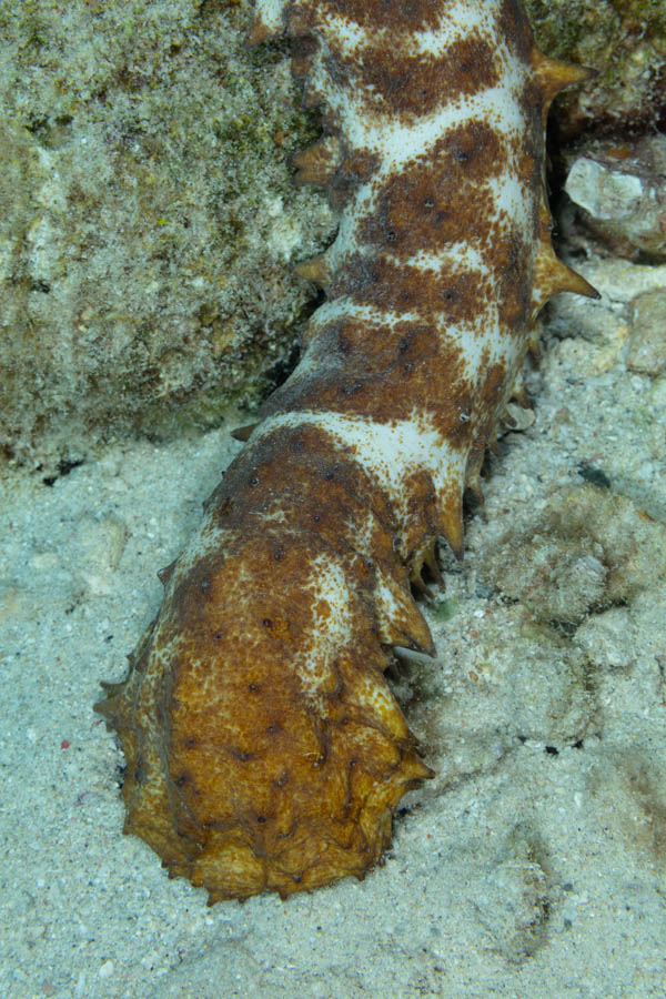 Sea Cucumbers Identification: Tiger Tail Sea Cucumber