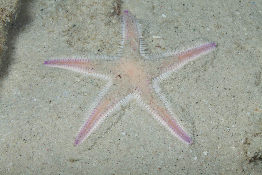 Sea Stars Identification: Two-Spined Sea Star