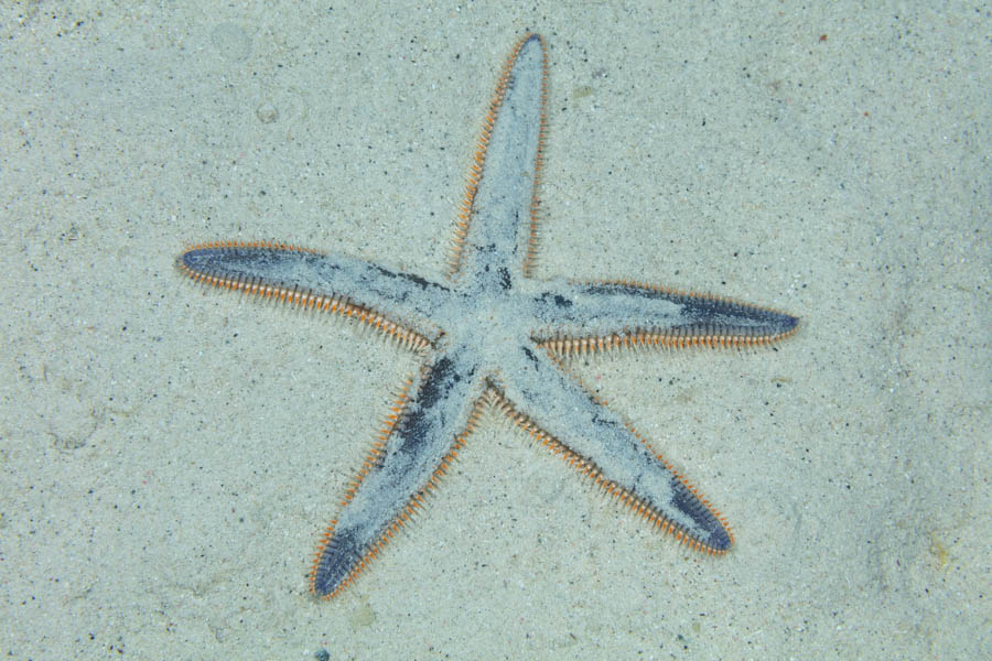 Sea Stars Identification: Two-Spined Sea Star