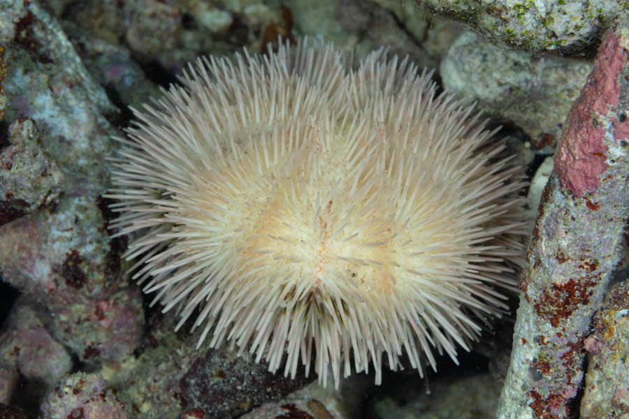 Sea Urchins Identification: West Indian Sea Egg