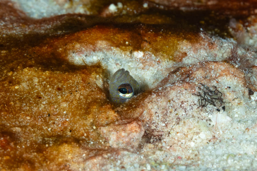 Conger Eels Identification: Brown Garden Eel