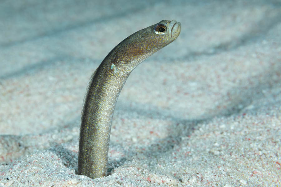 Conger Eels Identification: Brown Garden Eel