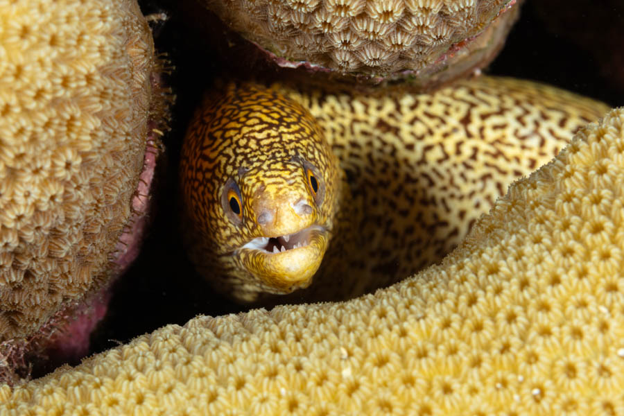 Morays Identification: Goldentail Moray