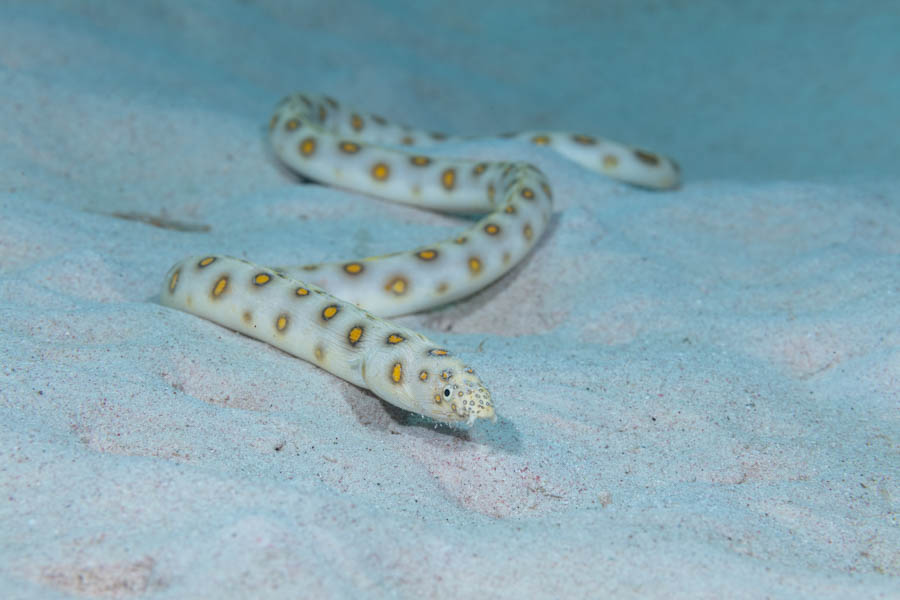 Snake Eels Identification: Goldspotted Eel