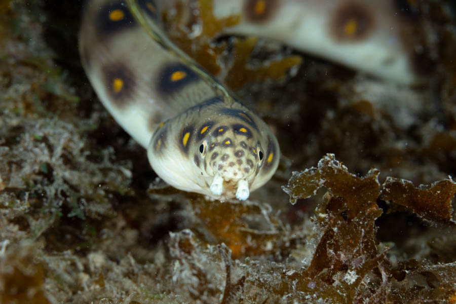 Snake Eels Identification: Goldspotted Eel