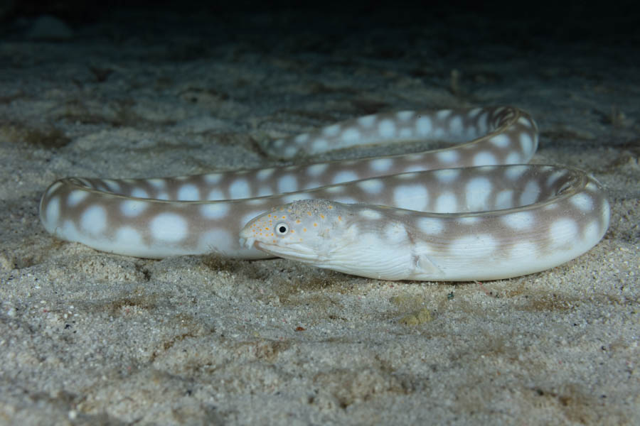 Snake Eels Identification: Sharptail Eel