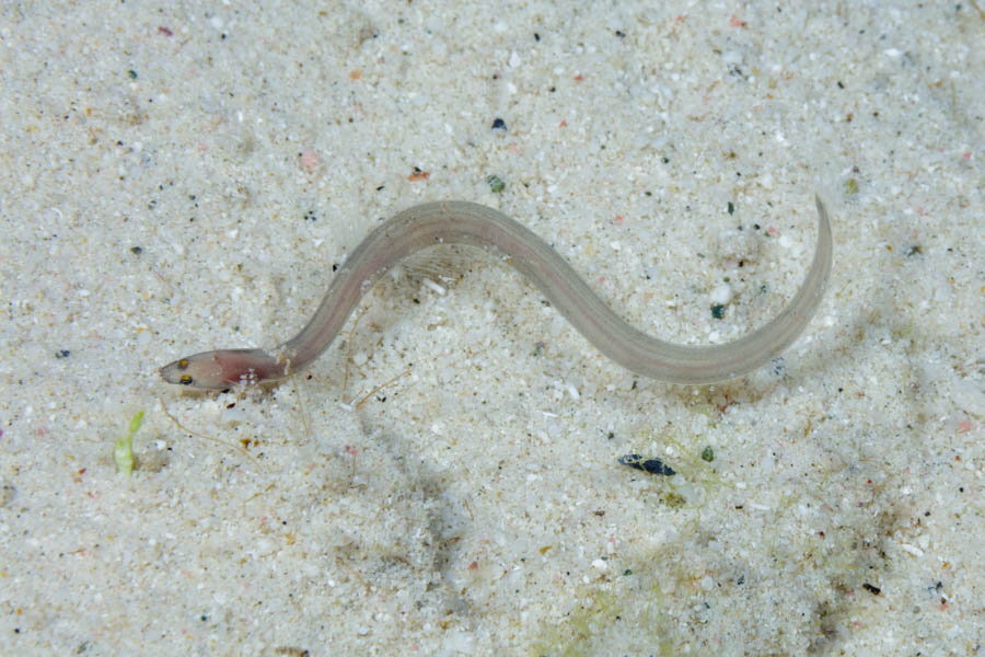 Snake Eels Identification: Snake Eel Larvae