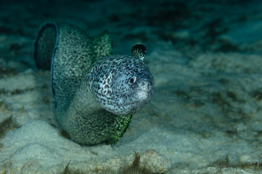 Spotted Moray