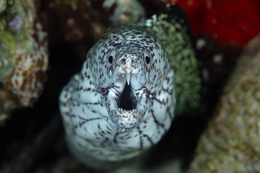 Spotted Moray