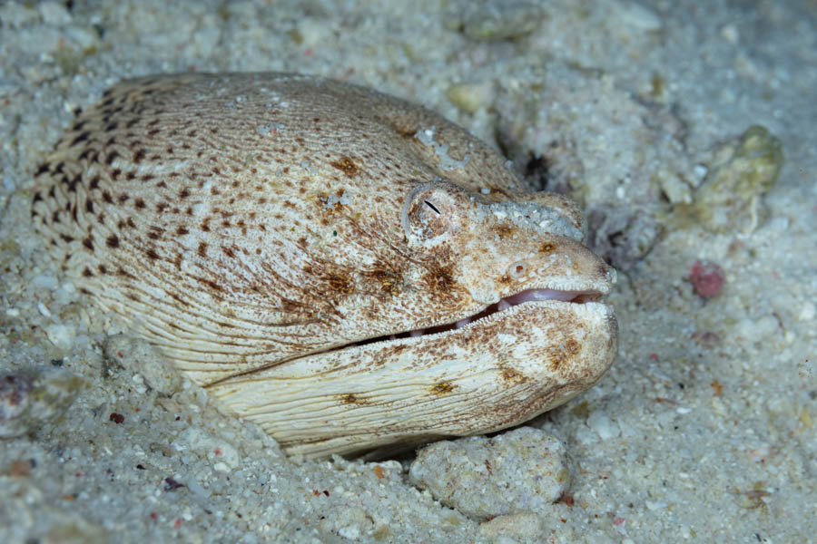 Snake Eels Identification: Spotted Spoon-Nose Eel