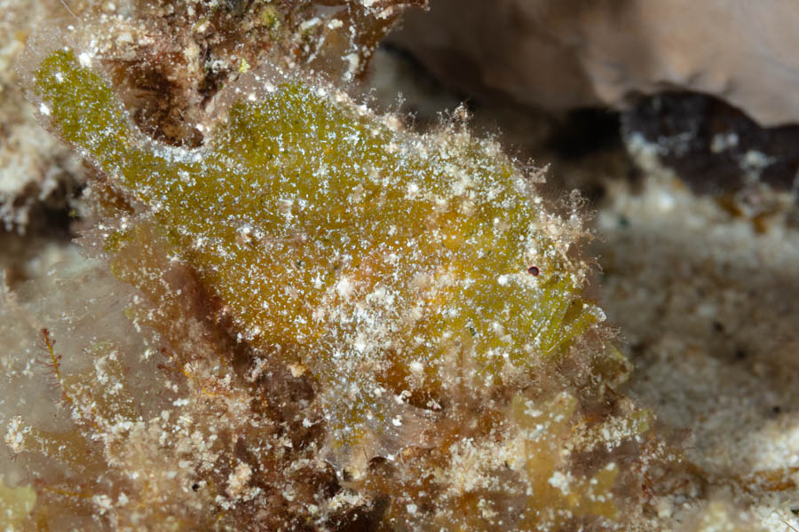 Dwarf Frogfish